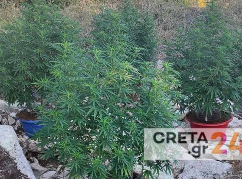 Κρήτη: Εντοπίστηκαν 39 δενδρύλλια κάνναβης – Αναζητούνται οι δράστες