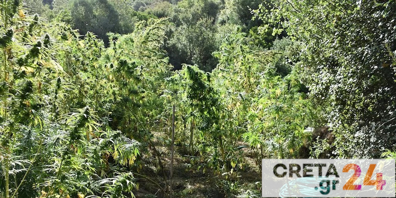 Κρήτη: Εντοπίστηκαν 8 δενδρύλλια κάνναβης – Αναζητούνται οι δράστες