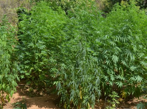 Κρήτη: Εντοπίστηκε χασισοφυτεία με 98 δενδρύλλια – Αναζητούνται οι καλλιεργητές