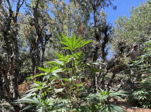 Κρήτη: Εντοπίστηκε φυτεία κάνναβης και όπλο – Χειροπέδες σε άνδρα