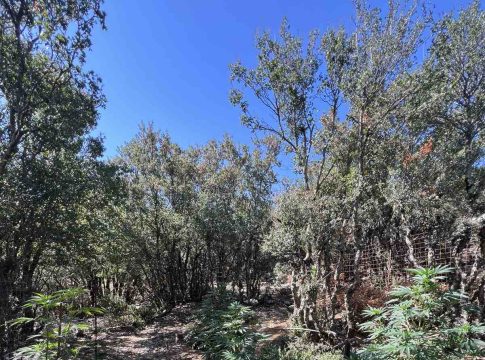 Κρήτη: Εντοπίστηκε νέα φυτεία με 24 δενδρύλλια κάνναβης – Αναζητούνται οι δράστες