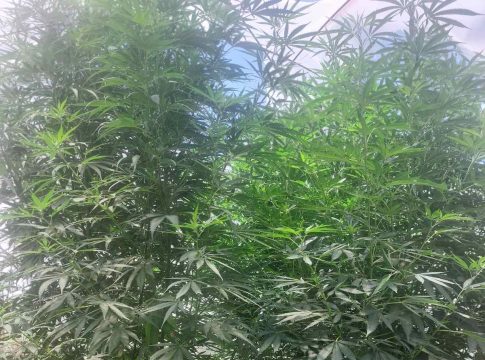 Κρήτη: Η έρευνα των αστυνομικών σε σπίτι έβγαλε «λαβράκι»