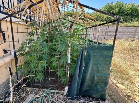 Kρήτη: Περιβόλι με… κάνναβη εντόπισαν οι αστυνομικοί – Μία σύλληψη