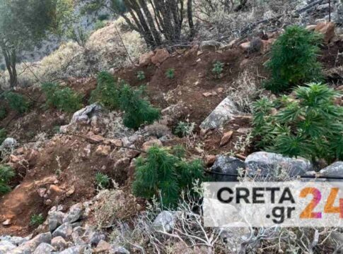 Μεγάλη αστυνομική επιχείρηση στην Κρήτη – Εντοπίστηκαν επτά φυτείες με 197 δενδρύλλια κάνναβης