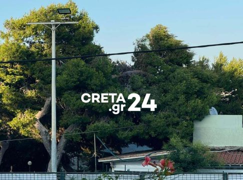 Πτώση μεγάλου πεύκου στο Ηράκλειο (βίντεο)
