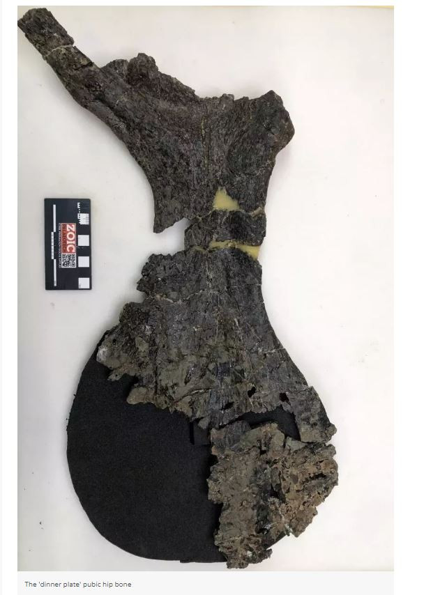 Βρέθηκαν λείψανα χορτοφάγου δεινόσαυρου - Εκτιμάται ότι έζησε πριν 125 εκατ. χρόνια