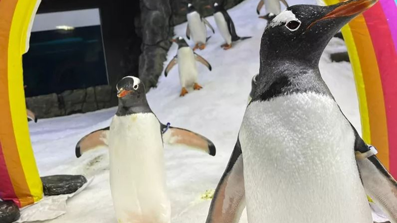 Αυστραλία: Πέθανε ο Sphen, ο διάσημος ομοφυλόφιλος πιγκουίνος 