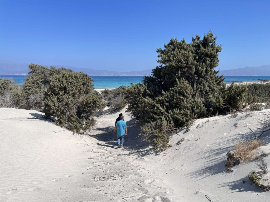 Λασίθι: Αυτοψία στη νήσο Χρυσή από τη Δ/νση δασών για το Κεδρόδασος (video)