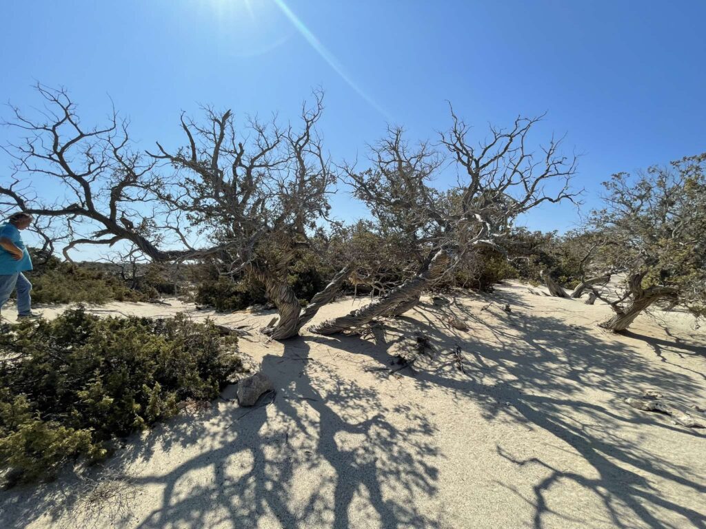 Λασίθι: Αυτοψία στη νήσο Χρυσή από τη Δ/νση δασών για το Κεδρόδασος (video)