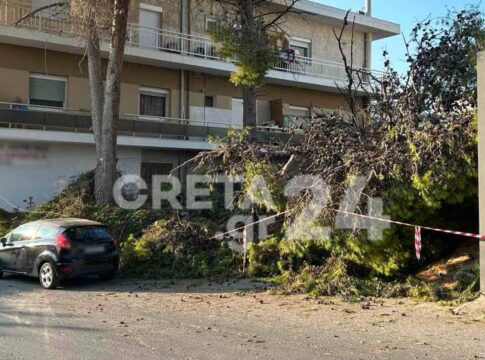 Απολύτως νόμιμες οι κοπές των δέντρων λένε στον Δήμο Ηρακλείου