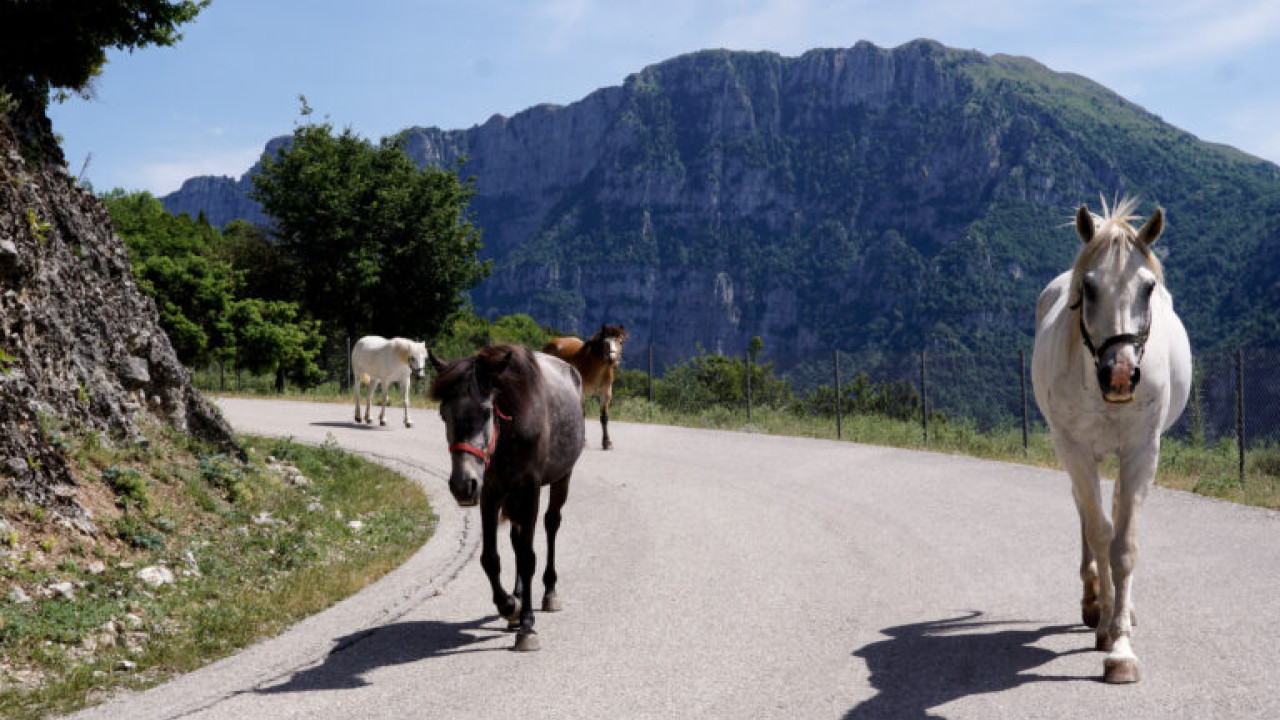 Δέλτα του Έβρου: Νεκρά αγρια άλογα λόγω λειψυδρίας