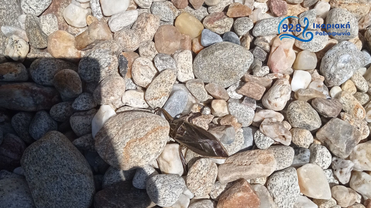 Δηλητηριώδες εντόμο εντοπίστηκε σε παραλία της Ικαρίας