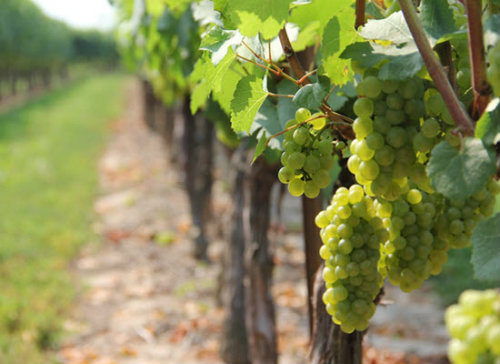 Δηλώσεις για τις νέες φυτεύσεις οινοποιήσιμων ποικιλιών αμπέλου για το έτος 2025