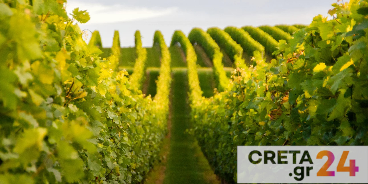 Έναρξη δηλώσεων συγκομιδής αμπελουργικών προϊόντων στην Περιφερειακή Ενότητα Χανίων