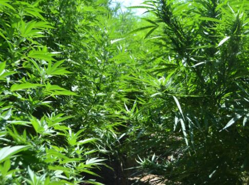 Εντοπίστηκαν ακόμα 7 φυτείες κάνναβης – 1.820 δενδρύλλια σε όλη την Κρήτη μέσα σε 4 ημέρες