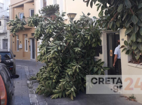 Έπεσε δέντρο στο κέντρο του Ηρακλείου