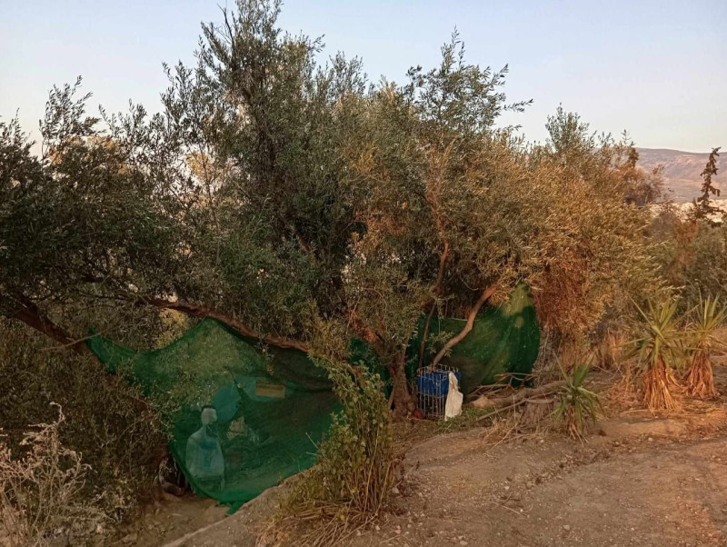 φιλοπαππου