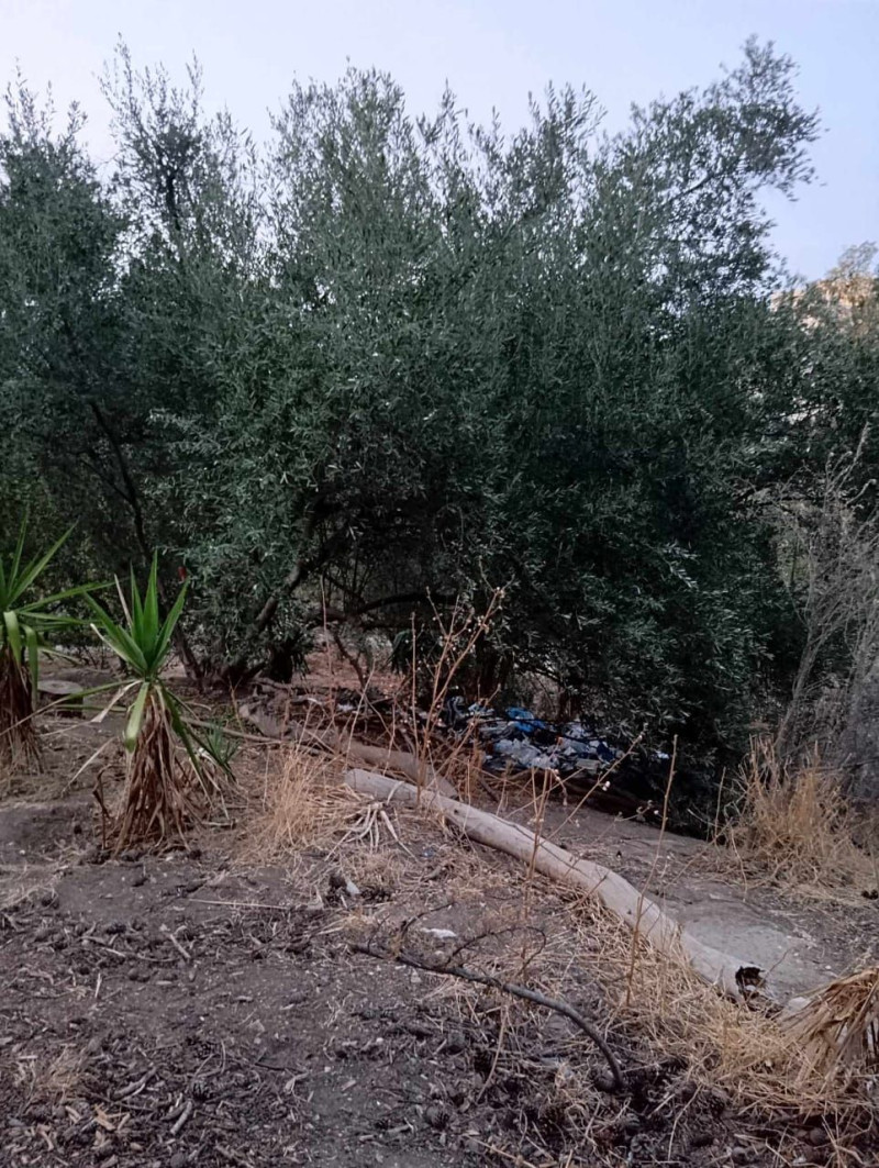 φιλοπαππου