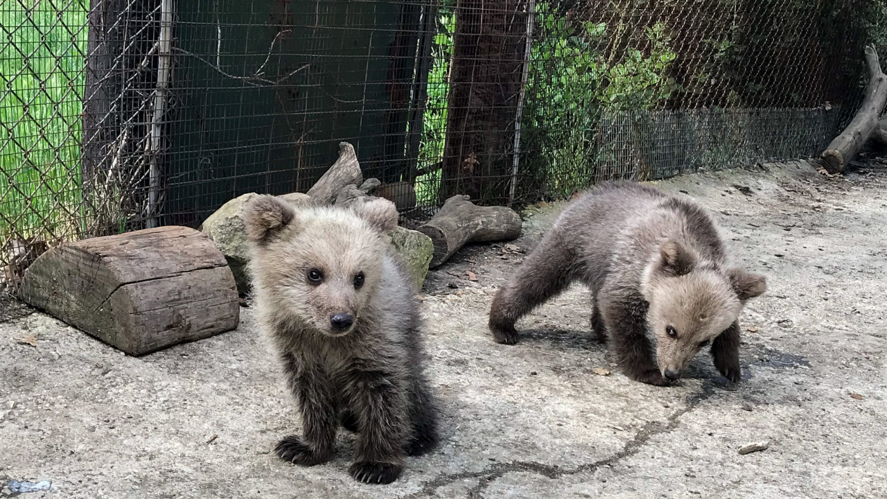 Φλώρινα: Δύο αρκουδάκια νεκρά σε τροχαίο