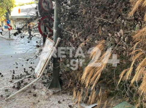 Η μήνυση για τα δέντρα και οι επόμενες κινήσεις του Δήμου Ηρακλείου