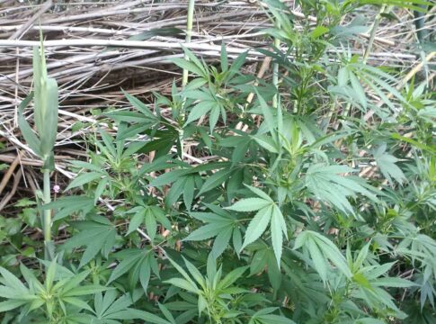 Ηράκλειο: Εντοπίστηκε φυτεία κάνναβης – Χειροπέδες στους δύο καλλιεργητές