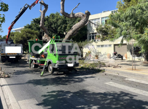 Ηράκλειο: Νέα μήνυση μετά την κοπή του δέντρου στο Εργατικό Κέντρο – Συνελήφθη ο αντιδήμαρχος Περιβάλλοντος και Καθαριότητας