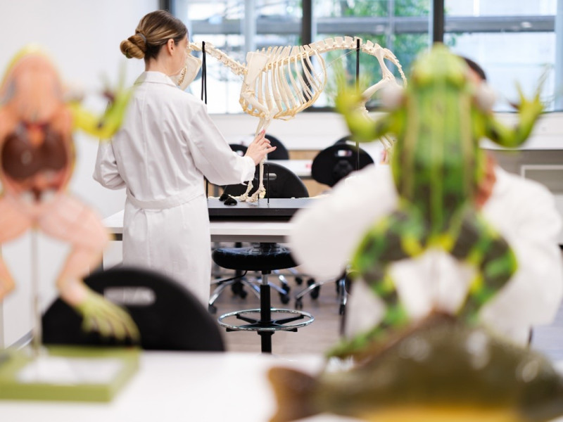 Καινοτόμες Προσεγγίσεις για την Υγεία των Ζώων: Σπουδές Κτηνιατρικής στην Κύπρο