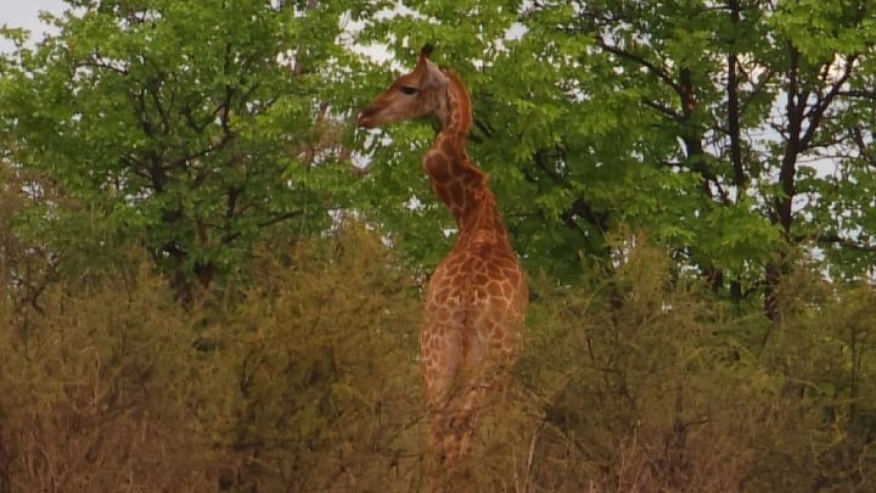 Καμηλοπάρδαλη με σπασμένο λαιμό «ζιγκ-ζαγκ» στη Νότια Αφρική