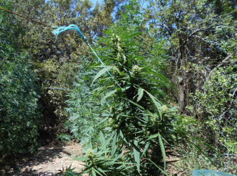 Κρήτη: Αστυνομικές επιχειρήσεις «ξετρύπωσαν» 12 φυτείες κάνναβης – Μία σύλληψη