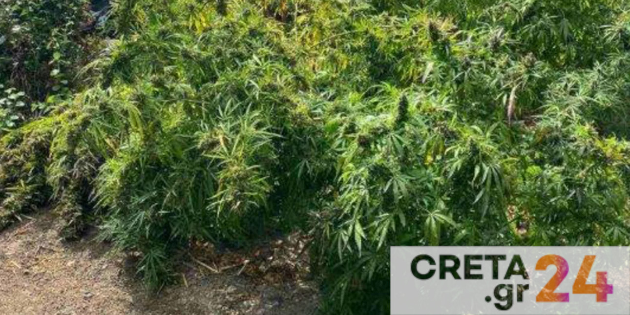 Κρήτη: Αστυνομικοί βρήκαν φυτείες κάνναβης με πάνω από 1250 δενδρύλλια – Αναζητούν τους καλλιεργητές