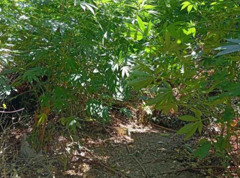 Κρήτη: Αστυνομικοί βρήκαν φυτείες κάνναβης με πάνω από 1300 δενδρύλλια – Αναζητούν τους καλλιεργητές