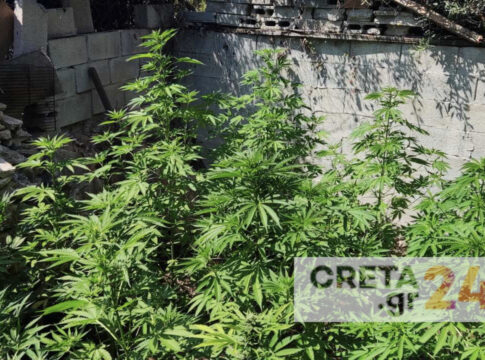 Κρήτη: Εντοπίστηκε φυτεία με 200 δενδρύλλια κάνναβης – Αναζητούνται οι καλλιεργητές