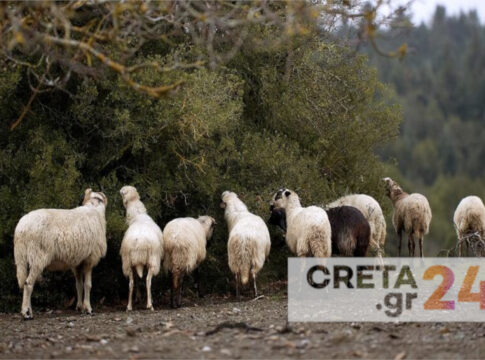 Κρήτη: Κτηνοτρόφος «έσπερνε» τον τρόμο στους συγχωριανούς του – Μεγάλη κινητοποίηση της Αστυνομίας