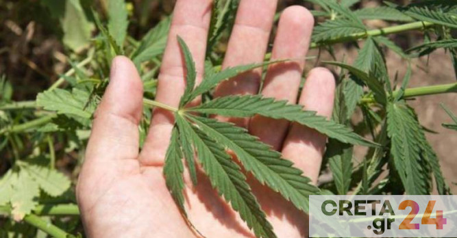 Κρήτη: Ο καλλιεργητής της χασισοφυτείας ήταν ανήλικος