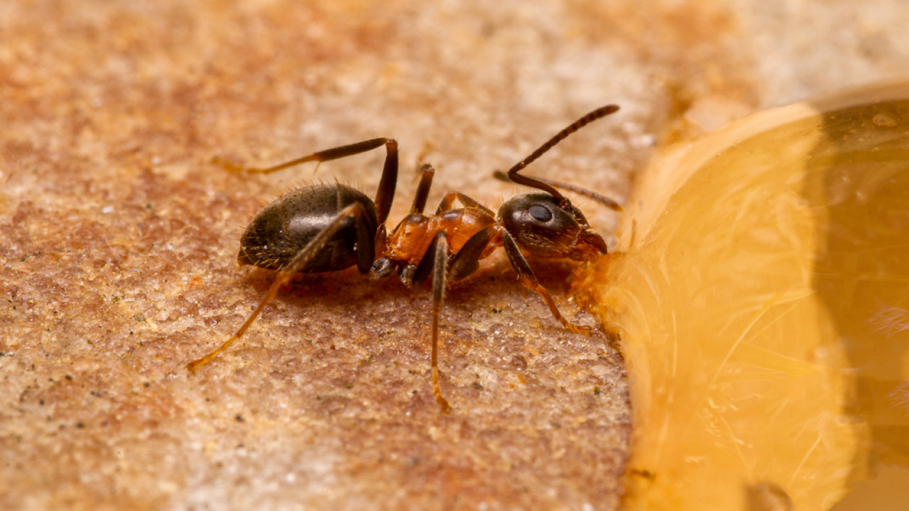 ManhattAnt, το μυρμήγκι από την Ευρώπη που κατέκτησε τη Νέα Υόρκη