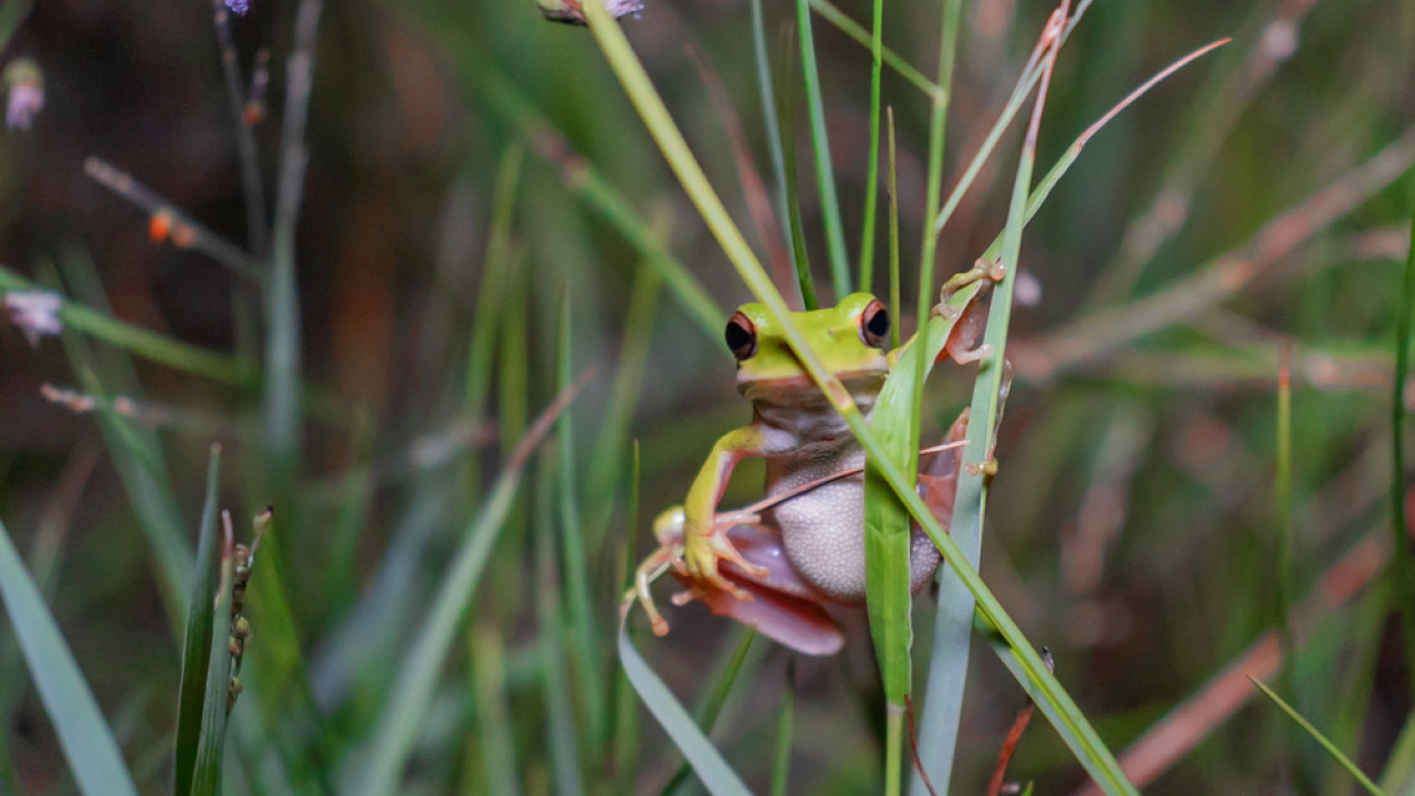 Μελέτη: Αποκαλύφθηκε η «ανάποδη» σεξουαλική ζωή ενός σπάνιου ινδικού βατράχου