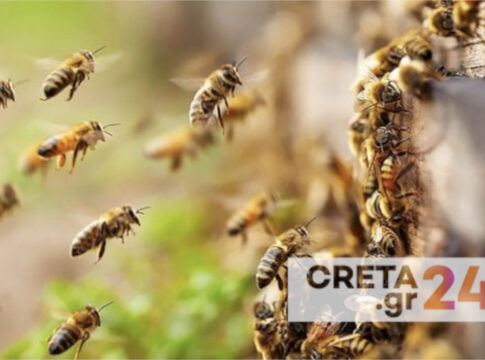 Μελισσοκόμοι: Δήλωση κατεχόμενων κυψελών έτους 2024