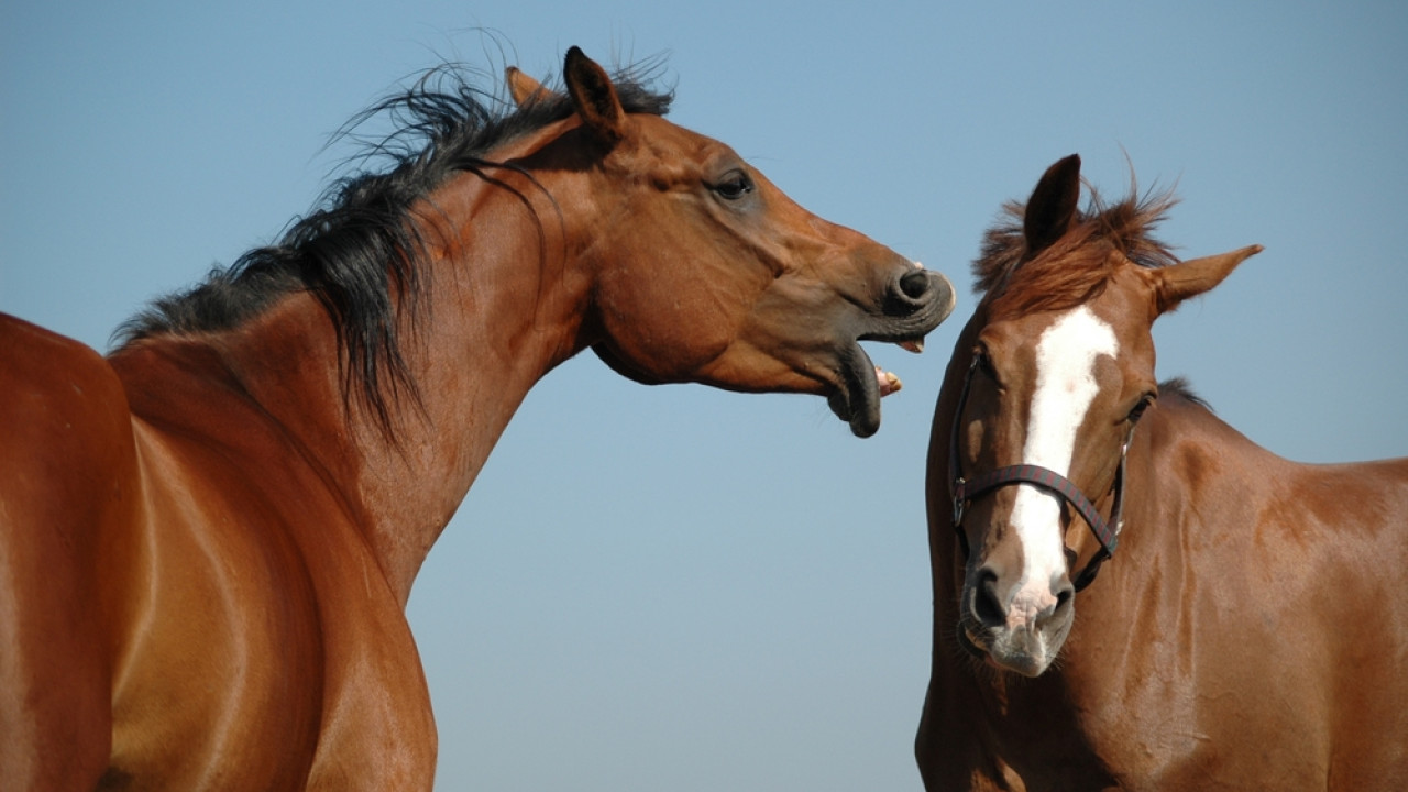 Νέα έρευνα αποκαλύπτει ότι τα άλογα είναι πολύ πιο έξυπνα από ό,τι νομίζαμε - Πώς προδόθηκαν 