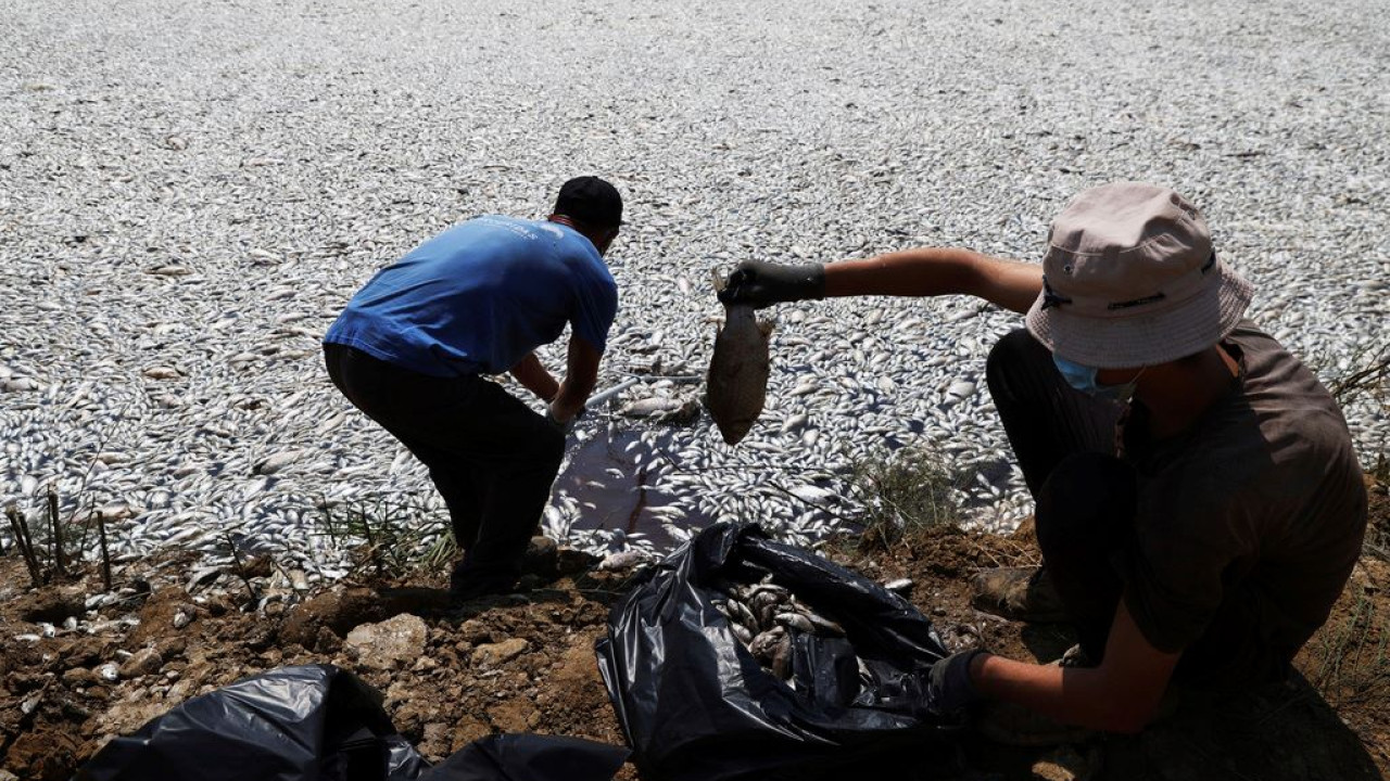 Νεκρά ψάρια στον Βόλο: Σε ποιες παραλίες συνιστάται η αποφυγή κολύμβησης
