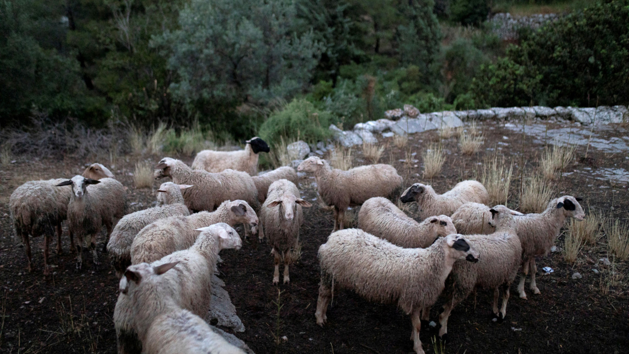 Ολοκληρώθηκε η ιχνηλάτηση για πανώλη αιγοπροβάτων στη Θεσσαλία