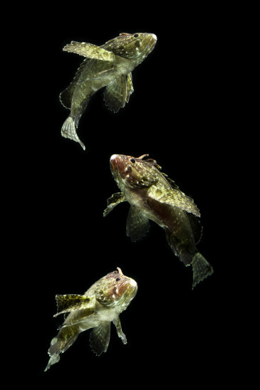 Πώς οι άνθρωποι κάνουν «χαλάστρα» στο φλερτ των ψαριών