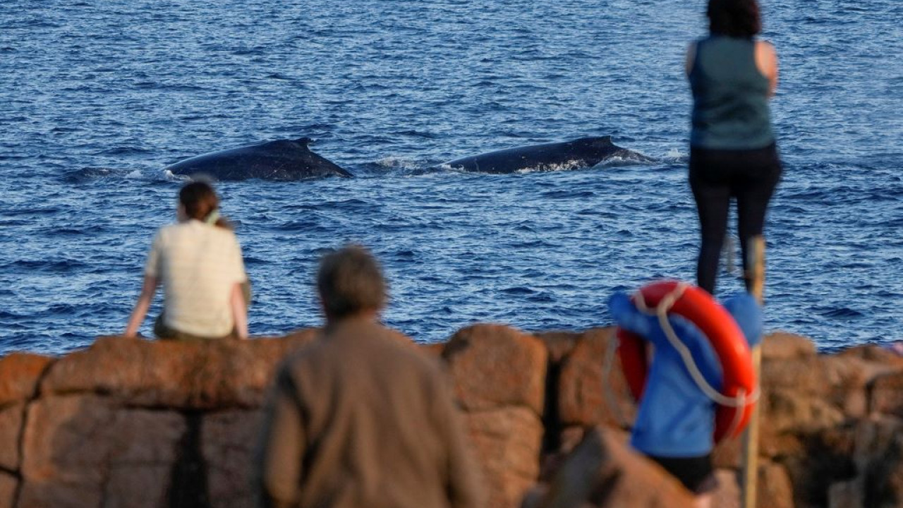 Σίδνεϊ: Παγιδευμένη φάλαινα απελευθερώθηκε μετά από προσπάθειες  22 ωρών (βίντεο)