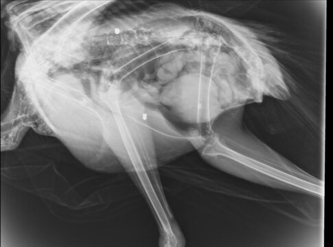 Άγνωστοι πυροβόλησαν παγώνι που «φιλοξενείται» στην Κνωσό