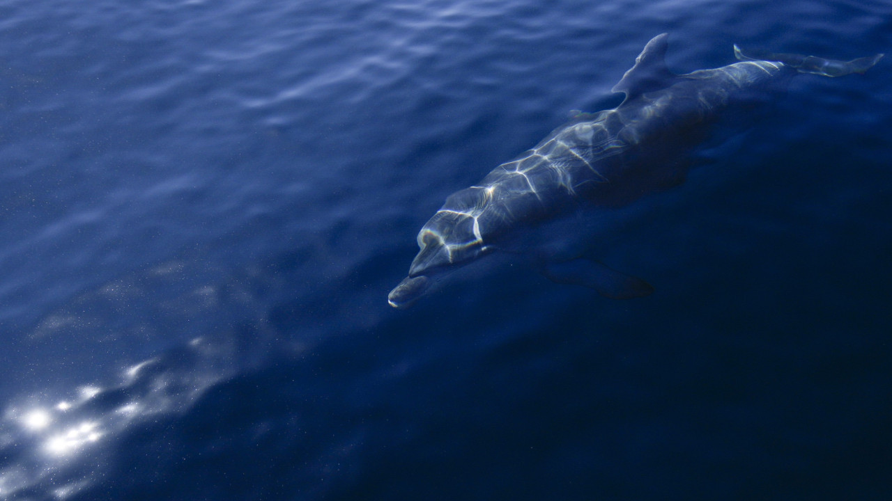 Δελφίνι στην Ιαπωνία επιτίθενται σε λουόμενους γιατί είναι σεξουαλικά απογοητευμένο