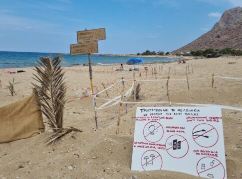 Δημόσια εκσκαφή φωλιών θαλασσίων χελωνών Caretta caretta στην Παχιά Άμμο