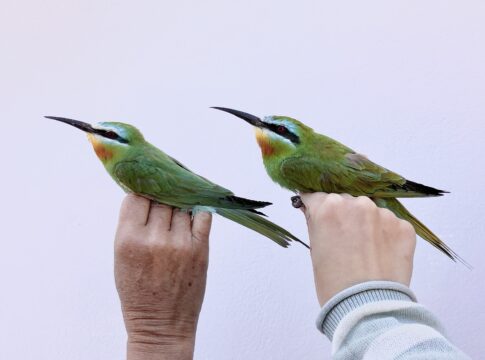 Εαρινή μετανάστευση στη Γαύδο: Δακτυλιώθηκαν 4.014 πουλιά από 75 διαφορετικά είδη