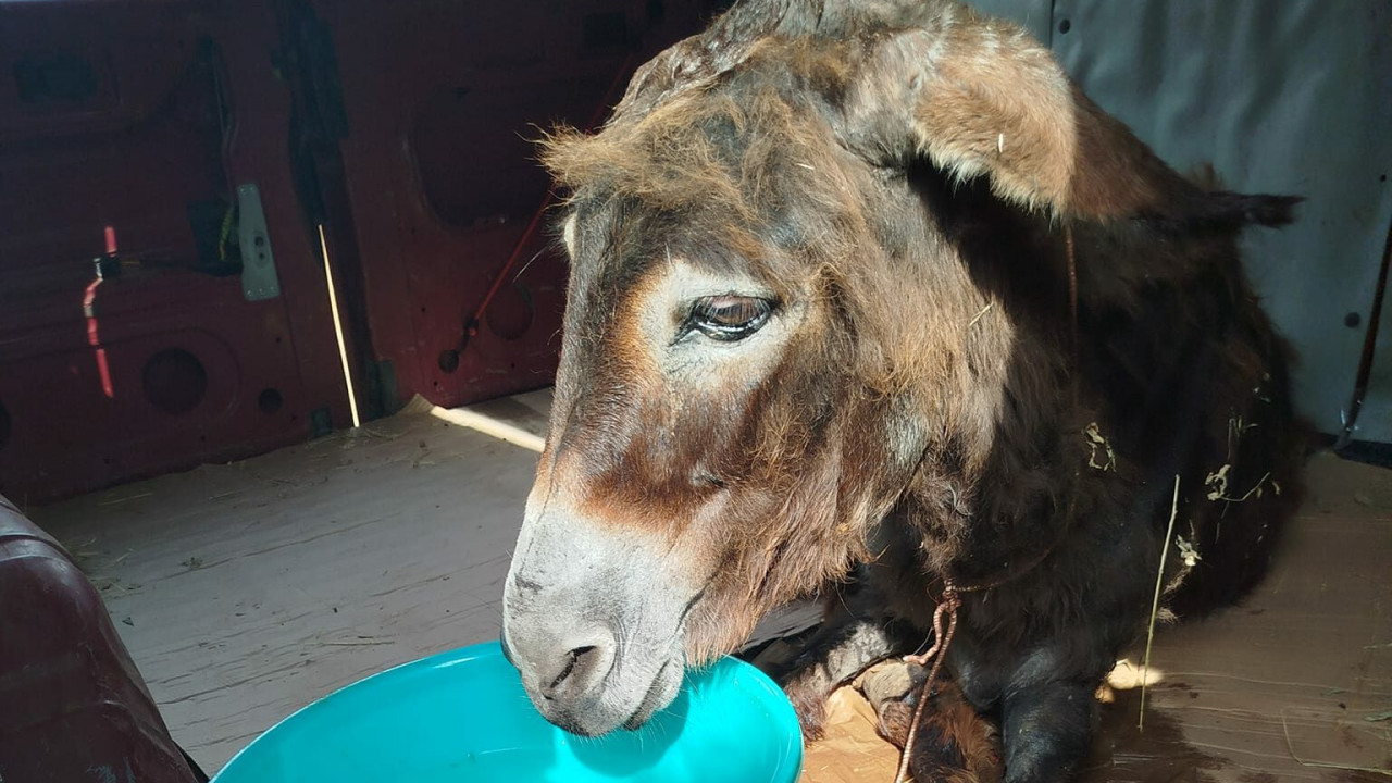 Εγκατέλειψαν άρρωστο γαϊδουράκι 30 ετών στην Καλαμάτα