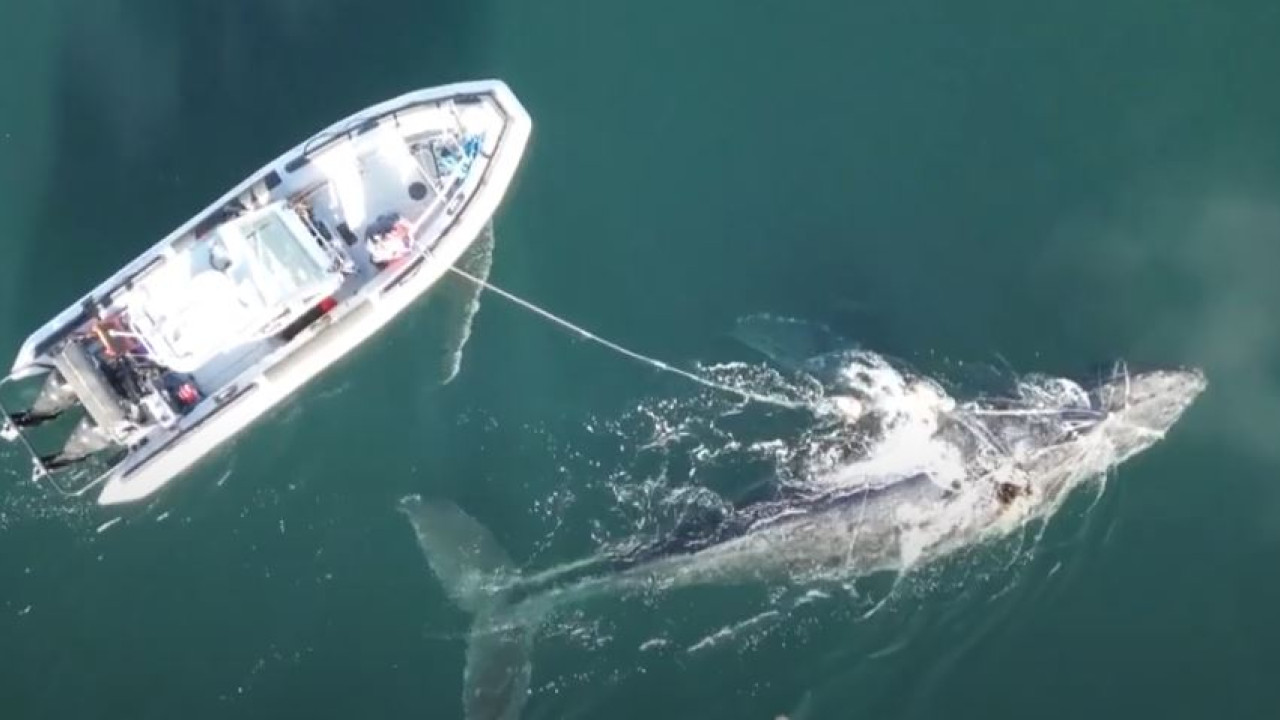 Φάλαινα απελευθερώθηκε μετά από 4ημερη επιχείρηση διάσωσης - Είχε μπλεχτεί σε σκοινιά