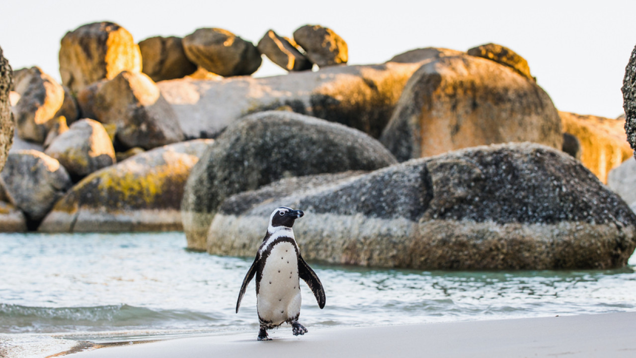 Ιαπωνία: Πιγκουίνος «φυγάς» σώθηκε απο θαύμα (βίντεο)