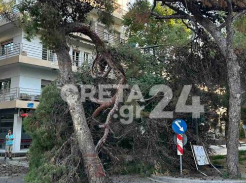 Ηράκλειο: Απορρίφθηκε και η νέα αίτηση ασφαλιστικών μέτρων – Συνεχίζονται οι κοπές δέντρων